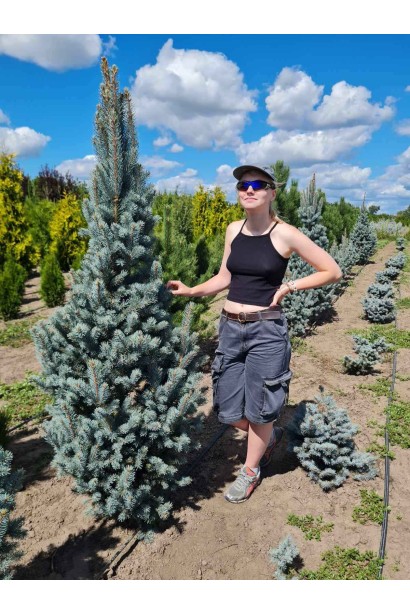 Ялина колюча Ізелі Фастiгiата - ком60кг/вис.180-200см/Ø45-50см